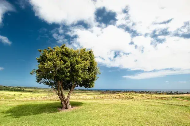 Tree in the countryside depicting environmental issues that local governments must tackle