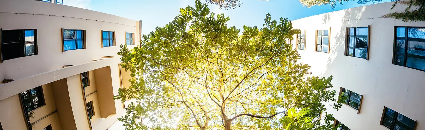 Image of a leafy tree in the middle of cityscape